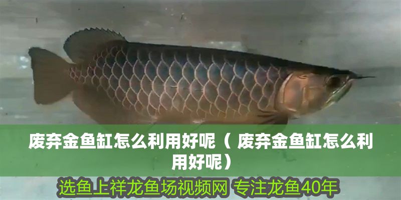 廢棄金魚缸怎么利用好呢（ 廢棄金魚缸怎么利用好呢）