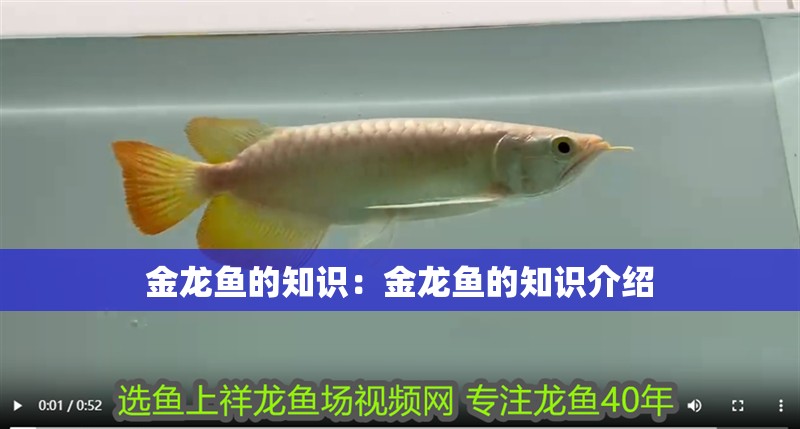 金龍魚的知識：金龍魚的知識介紹