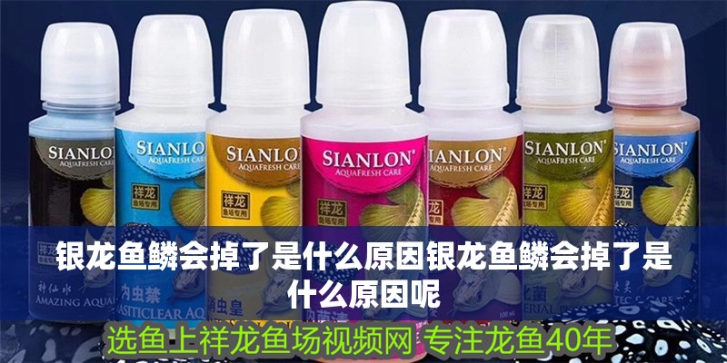 銀龍魚鱗會掉了是什么原因銀龍魚鱗會掉了是什么原因呢 銀龍魚鱗會掉了是什么原因銀龍魚鱗會掉了是什么原因呢 銀龍魚百科
