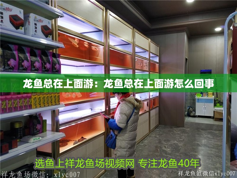 龍魚總在上面游：龍魚總在上面游怎么回事