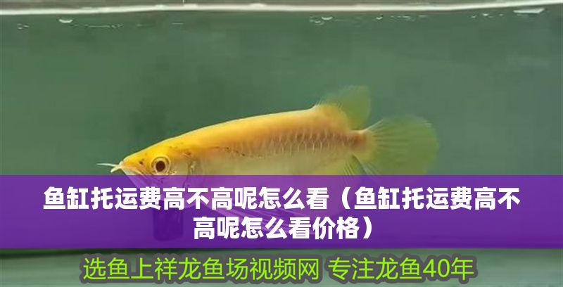 魚缸托運費高不高呢怎么看（魚缸托運費高不高呢怎么看價格）