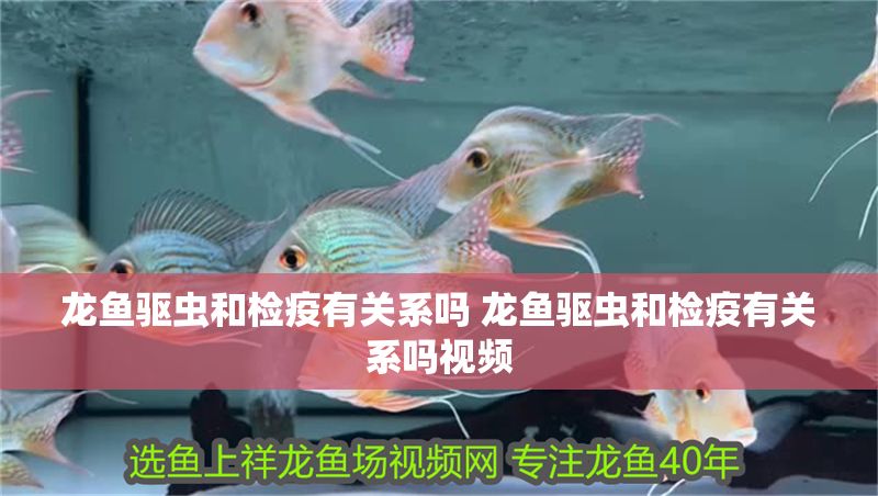 龍魚驅蟲和檢疫有關系嗎 龍魚驅蟲和檢疫有關系嗎視頻