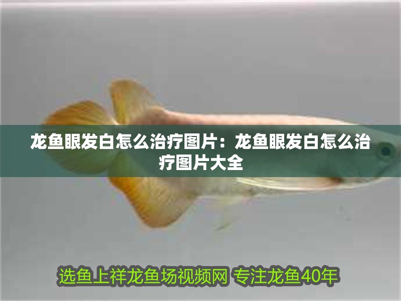 豬鼻龜好養活嗎怎么養的快些(家里養豬鼻龜好不好)