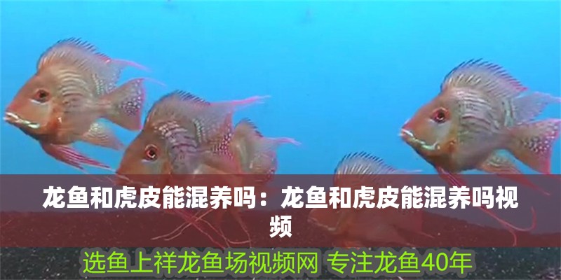 龍魚和虎皮能混養嗎：龍魚和虎皮能混養嗎視頻
