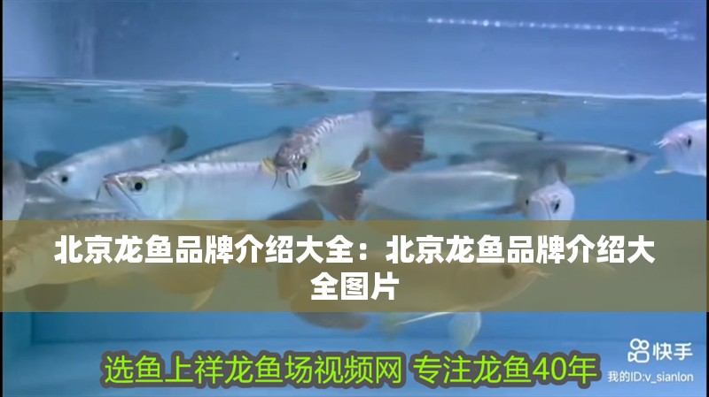 北京龍魚品牌介紹大全：北京龍魚品牌介紹大全圖片