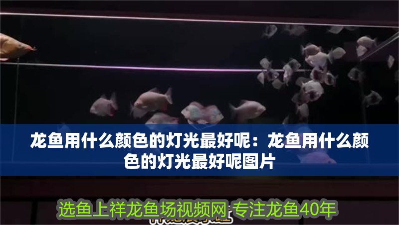 龍魚用什么顏色的燈光最好呢：龍魚用什么顏色的燈光最好呢圖片