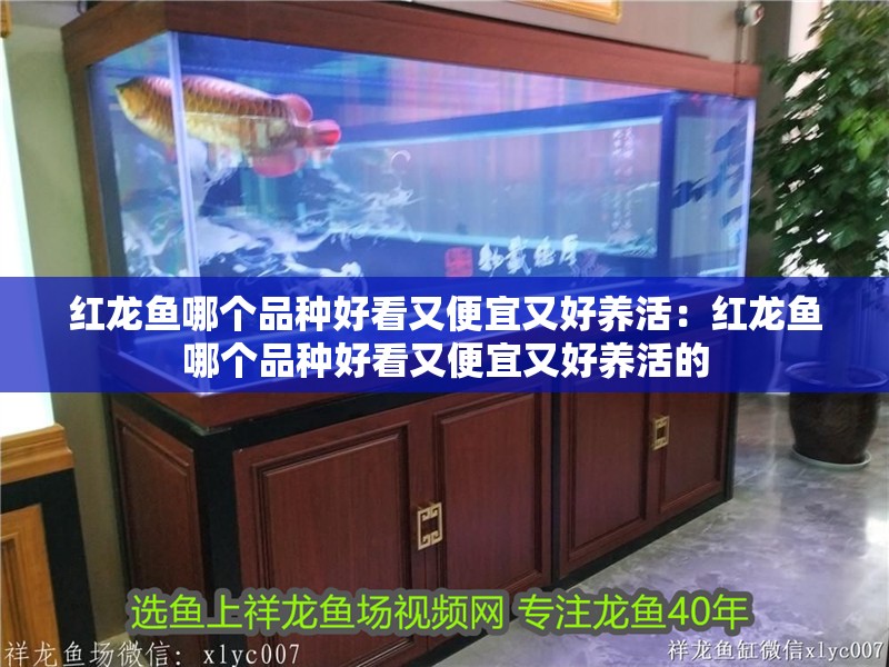 紅龍魚哪個品種好看又便宜又好養活：紅龍魚哪個品種好看又便宜又好養活的