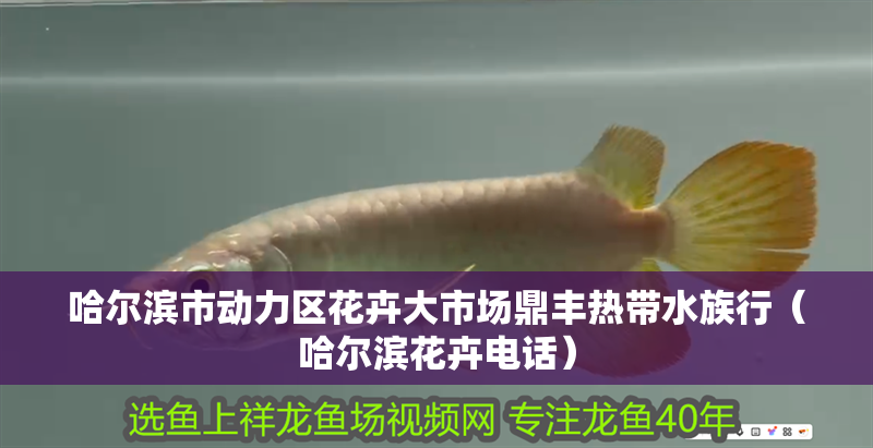 哈爾濱市動力區花卉大市場鼎豐熱帶水族行（哈爾濱花卉電話）