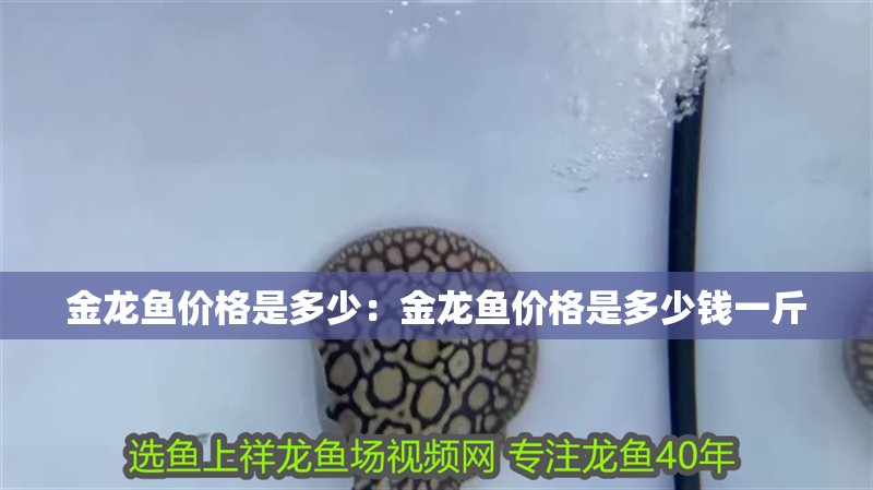 金龍魚價格是多少：金龍魚價格是多少錢一斤