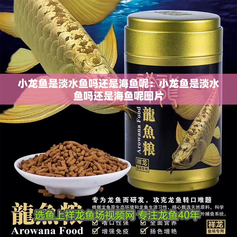 小龍魚是淡水魚嗎還是海魚呢:小龍魚是淡水魚嗎還是海魚呢圖片 水族問答 小龍魚是淡水魚嗎還是海魚呢:小龍魚是淡水魚嗎還是海魚呢圖片 小龍魚是淡水魚嗎還是海魚呢:小龍魚是淡水魚嗎還是海魚呢圖片 水族問答