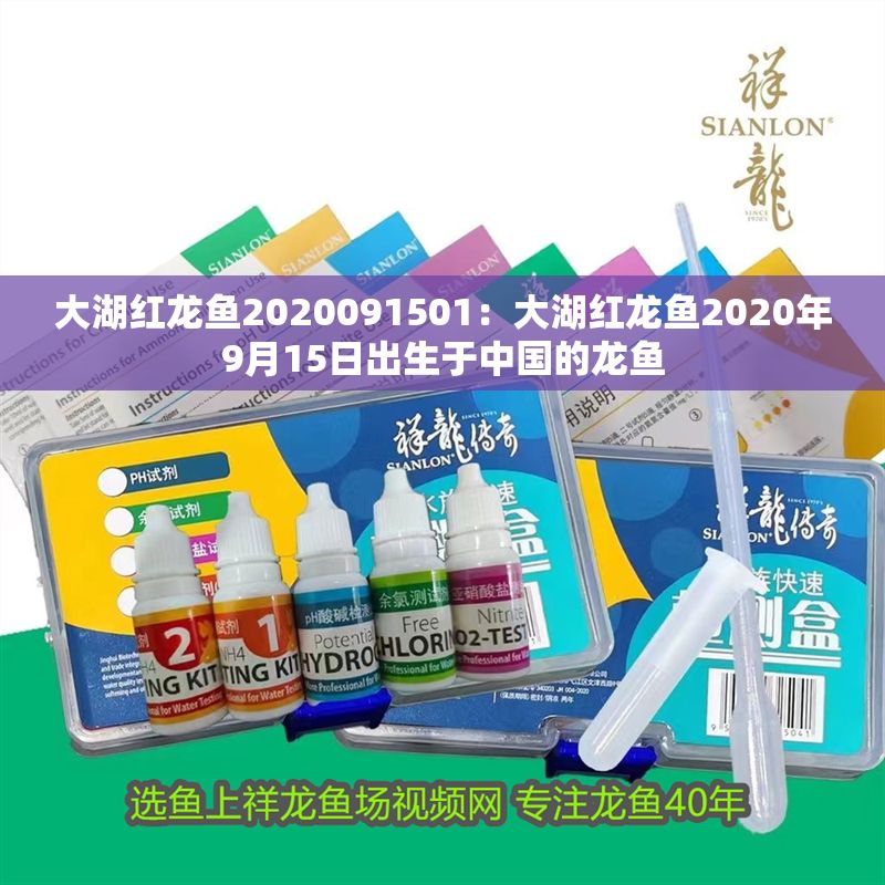大湖紅龍魚2020091501：大湖紅龍魚2020年9月15日出生于中國的龍魚