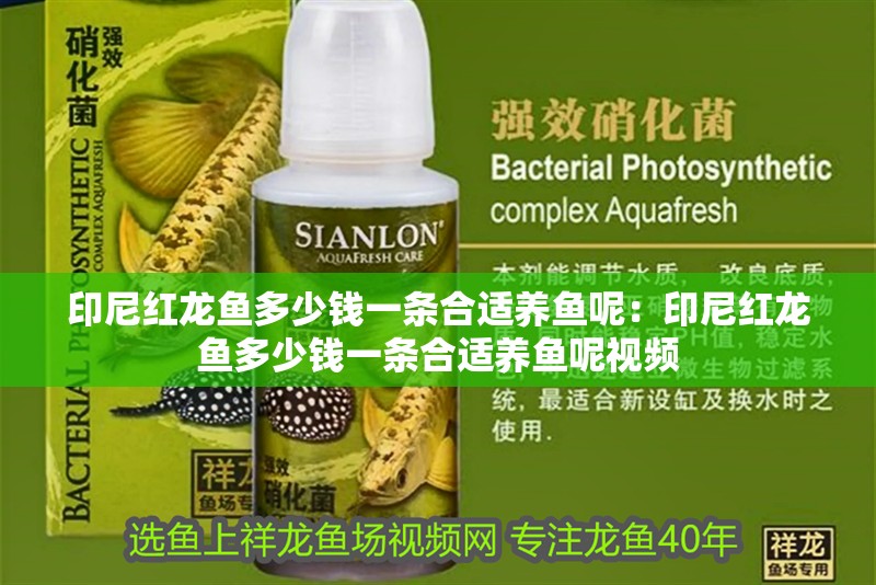 印尼紅龍魚多少錢一條合適養魚呢：印尼紅龍魚多少錢一條合適養魚呢視頻