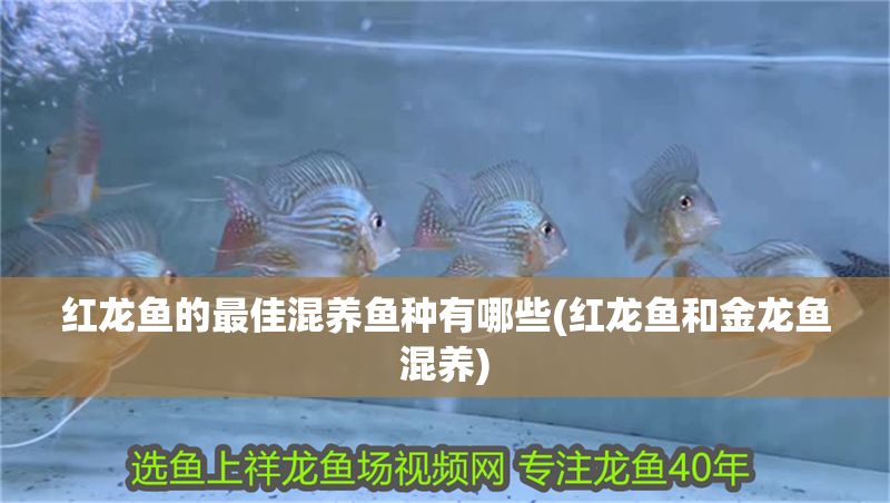 紅龍魚的最佳混養魚種有哪些(紅龍魚和金龍魚混養)