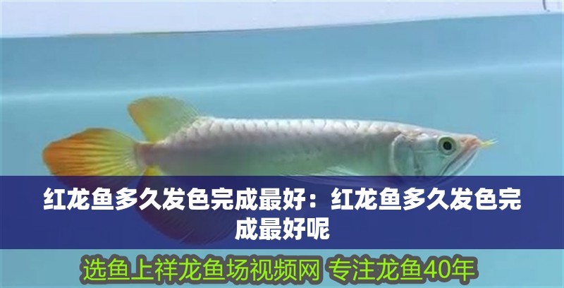 紅龍魚多久發(fā)色完成最好：紅龍魚多久發(fā)色完成最好呢
