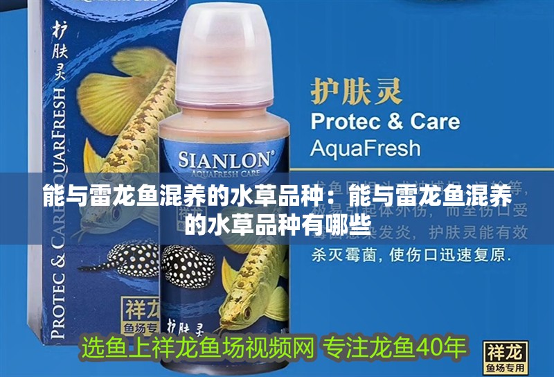 能與雷龍魚混養的水草品種：能與雷龍魚混養的水草品種有哪些