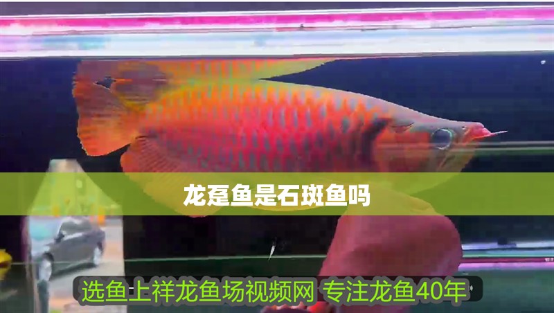 龍躉魚是石斑魚嗎