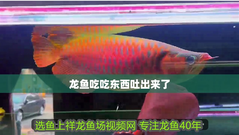 龍魚吃吃東西吐出來了