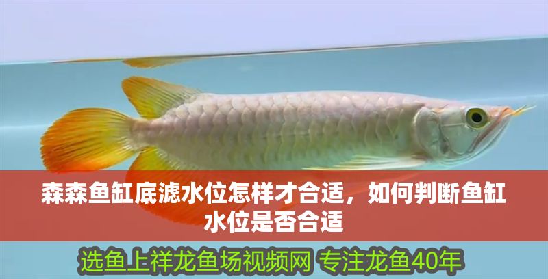 森森魚缸底濾水位怎樣才合適，如何判斷魚缸水位是否合適