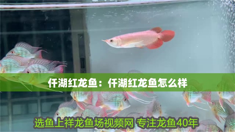 仟湖紅龍魚：仟湖紅龍魚怎么樣