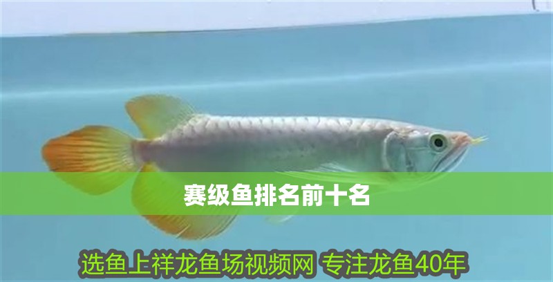賽級魚排名前十名