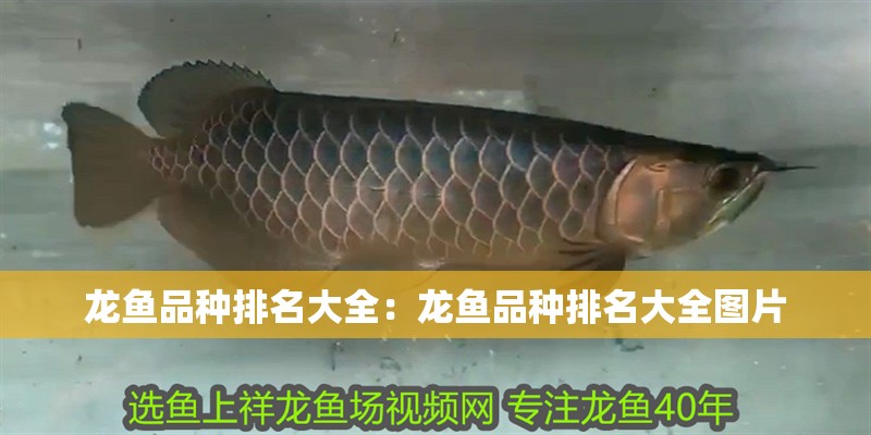 龍魚品種排名大全：龍魚品種排名大全圖片