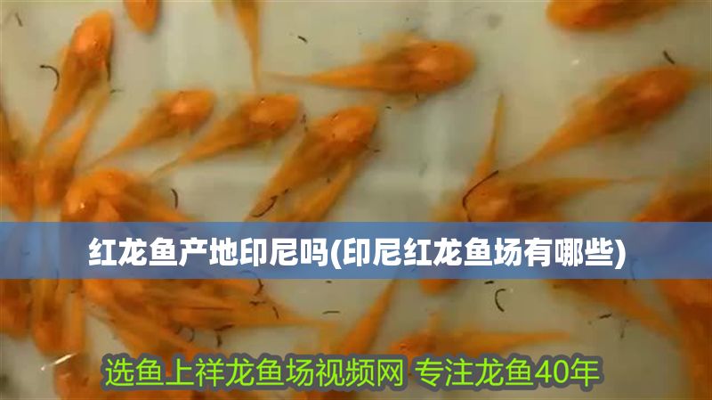 紅龍魚產地印尼嗎(印尼紅龍魚場有哪些)