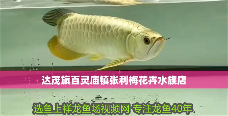 達(dá)茂旗百靈廟鎮(zhèn)張利梅花卉水族店