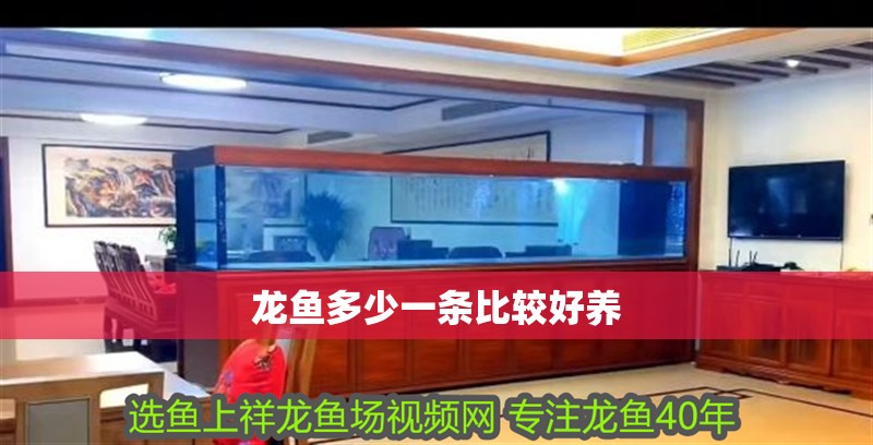 龍魚多少一條比較好養(yǎng)