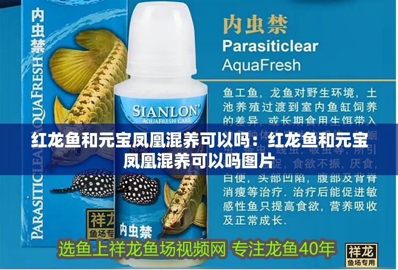 紅龍魚和元寶鳳凰混養可以嗎：紅龍魚和元寶鳳凰混養可以嗎圖片