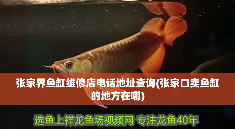 張家界魚缸維修店電話地址查詢(張家口賣魚缸的地方在哪)