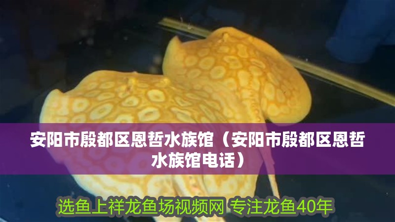 安陽市殷都區恩哲水族館（安陽市殷都區恩哲水族館電話）