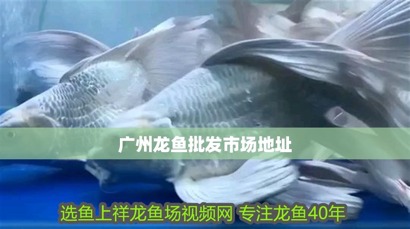 廣州龍魚批發市場地址