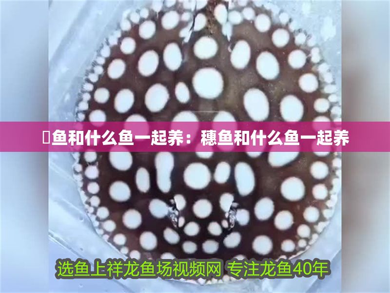 魟魚和什么魚一起養：穗魚和什么魚一起養