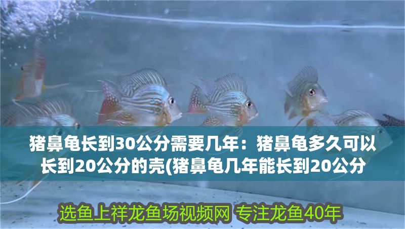 豬鼻龜長(zhǎng)到30公分需要幾年：豬鼻龜多久可以長(zhǎng)到20公分的殼(豬鼻龜幾年能長(zhǎng)到20公分