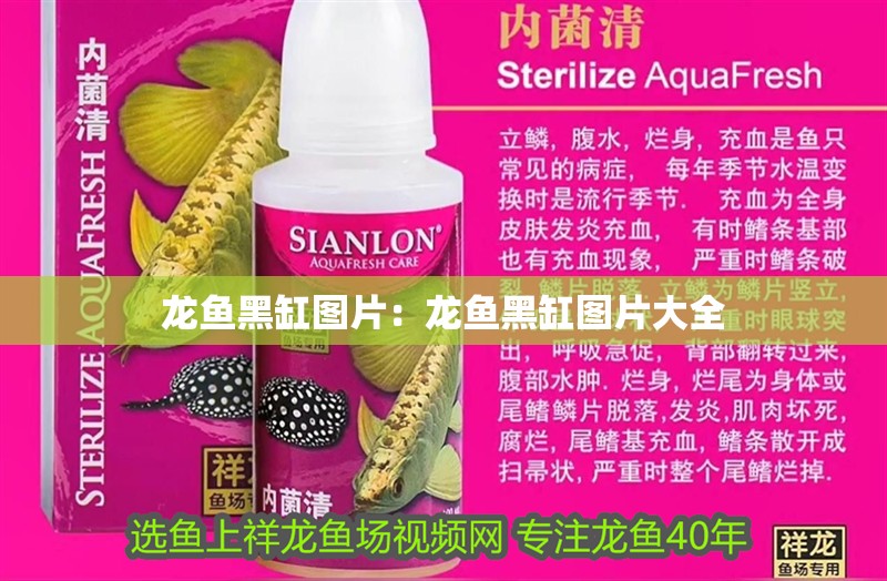 龍魚黑缸圖片：龍魚黑缸圖片大全
