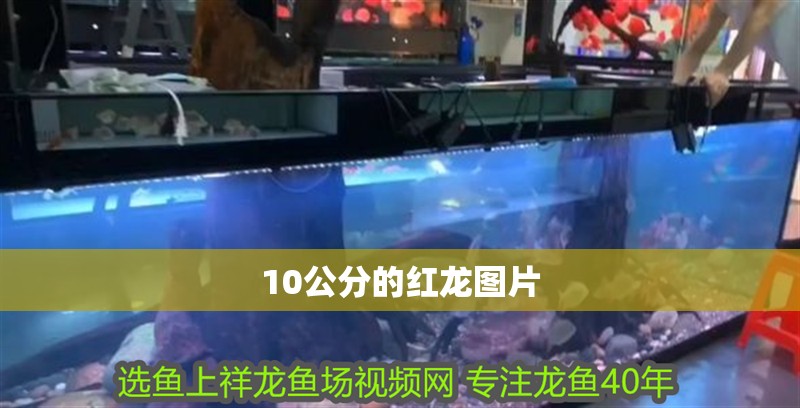 10公分的紅龍圖片