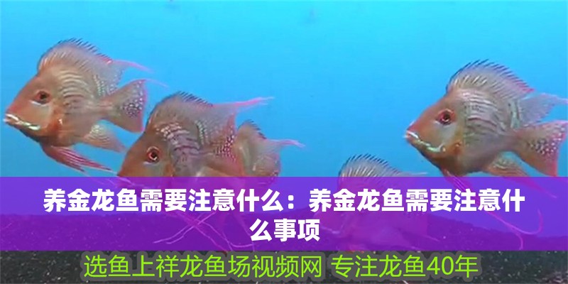 養(yǎng)金龍魚需要注意什么：養(yǎng)金龍魚需要注意什么事項