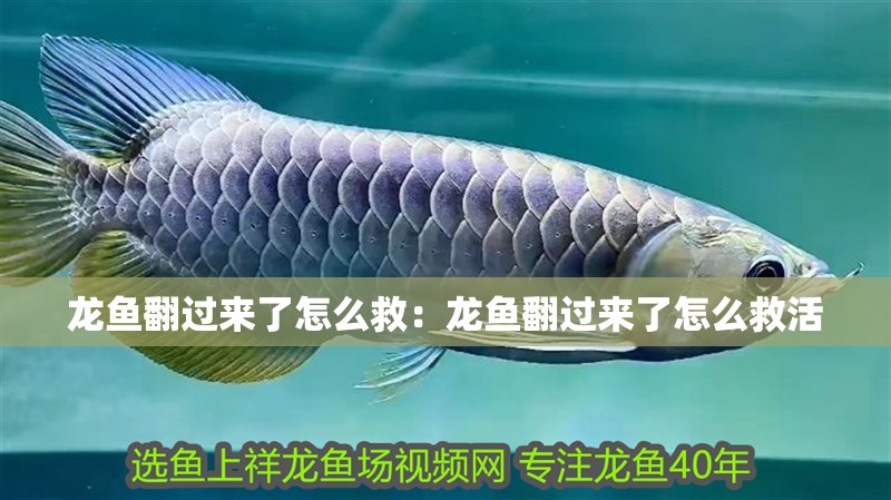 龍魚翻過來了怎么救:龍魚翻過來了怎么救活 水族問答 龍魚翻過來了怎么救:龍魚翻過來了怎么救活 龍魚翻過來了怎么救:龍魚翻過來了怎么救活 水族問答