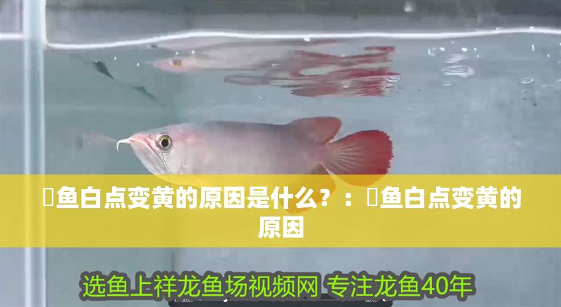 魟魚(yú)白點(diǎn)變黃的原因是什么？：魟魚(yú)白點(diǎn)變黃的原因
