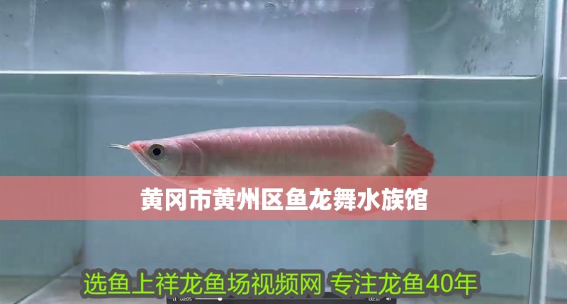 黃岡市黃州區魚龍舞水族館 黃岡市黃州區魚龍舞水族館 全國水族館企業名錄