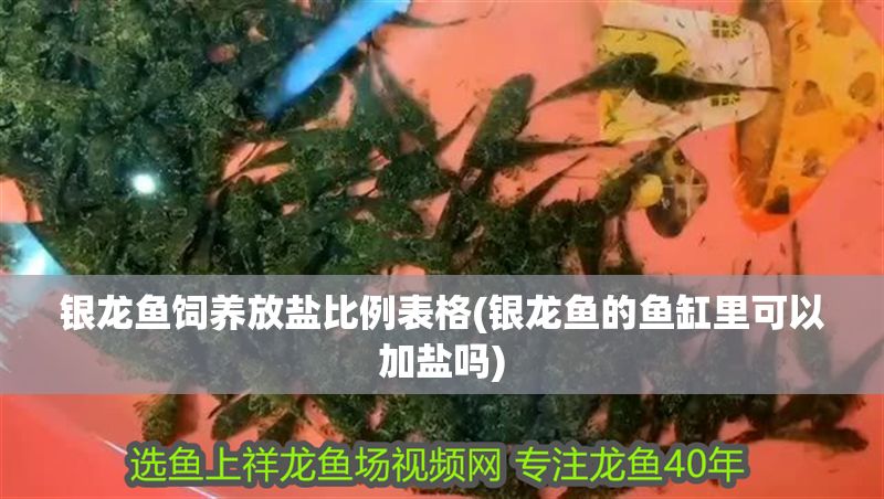 銀龍魚飼養(yǎng)放鹽比例表格(銀龍魚的魚缸里可以加鹽嗎)