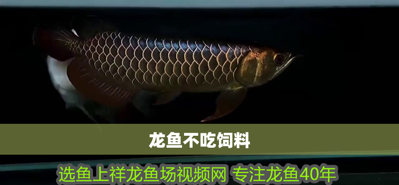 龍魚不吃飼料 龍魚百科 第2張 龍魚不吃飼料 龍魚不吃飼料 龍魚百科 第2張