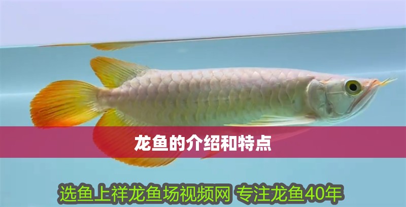 龍魚的介紹和特點(diǎn)