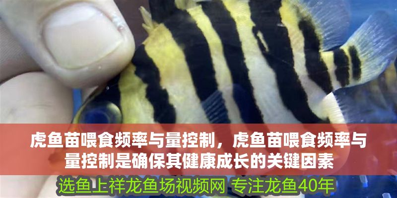 虎魚苗喂食頻率與量控制，虎魚苗喂食頻率與量控制是確保其健康成長的關鍵因素