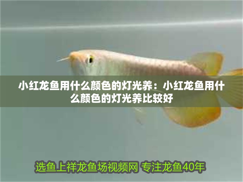 小紅龍魚用什么顏色的燈光養：小紅龍魚用什么顏色的燈光養比較好