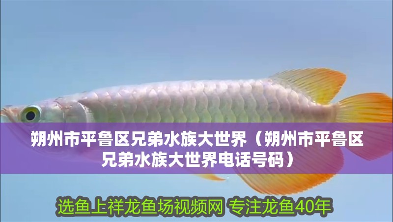 朔州市平魯區(qū)兄弟水族大世界（朔州市平魯區(qū)兄弟水族大世界電話號(hào)碼）