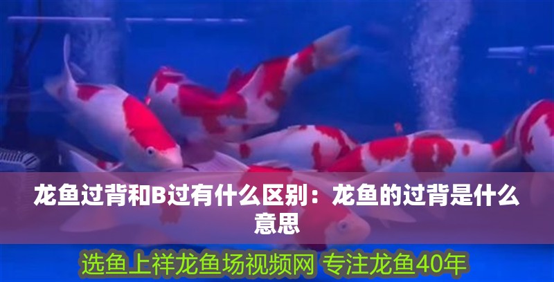 龍魚過背和B過有什么區別：龍魚的過背是什么意思