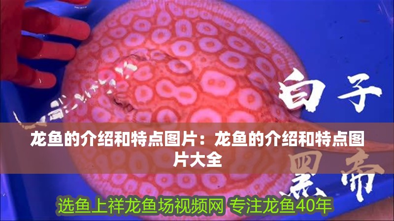 龍魚的介紹和特點圖片：龍魚的介紹和特點圖片大全