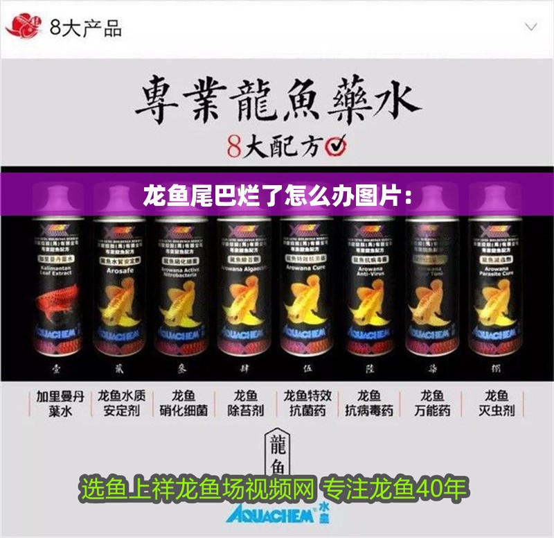 龍魚尾巴爛了怎么辦圖片：