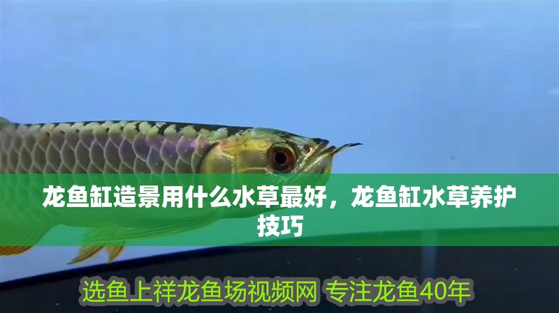 龍魚缸造景用什么水草最好，龍魚缸水草養護技巧